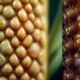 distinguishing corn from warts